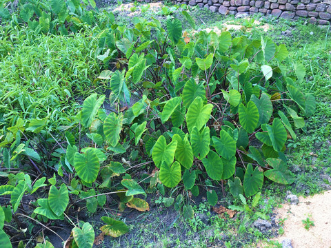 芋头种植