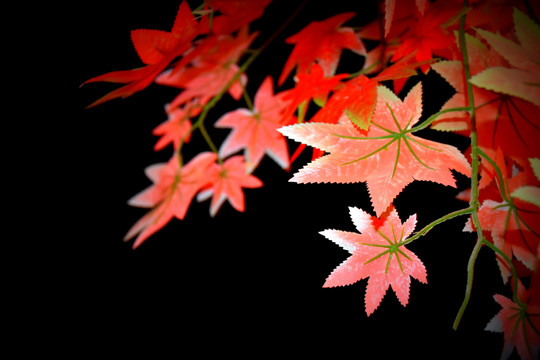 夜色中的红色叶子