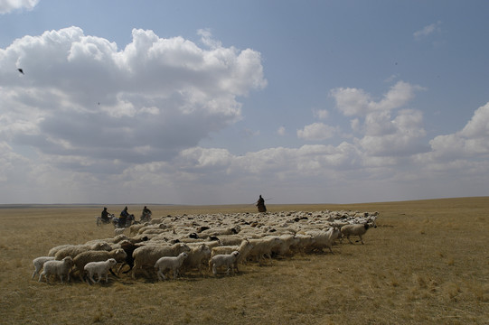 春天的牧场与羊群