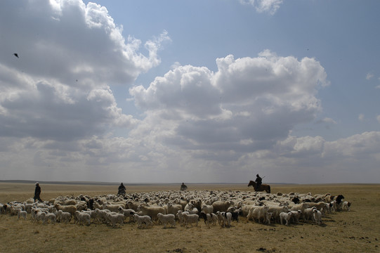 春天的牧场与羊群