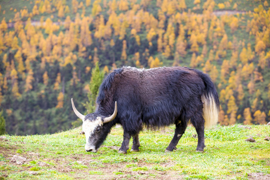 藏区牦牛