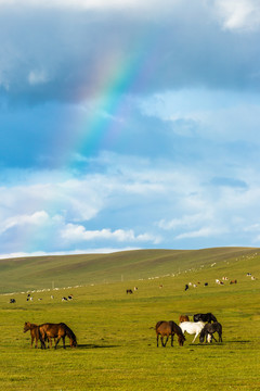 天空彩虹草原牧场