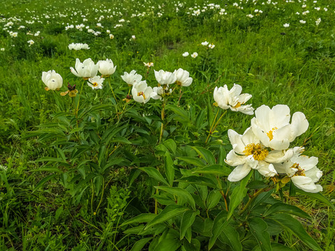 山坡芍药花