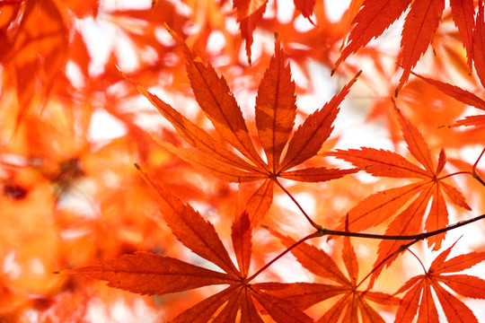 红红的枫叶