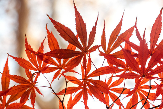 枫叶素材