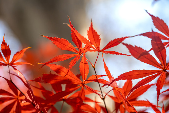 红叶季节