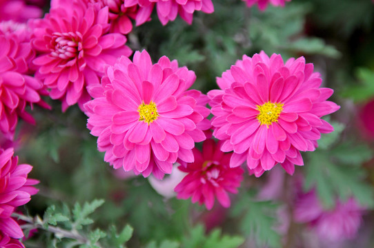 红色菊花