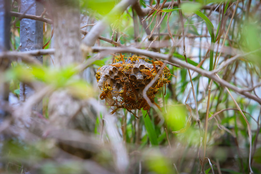 黄蜂蜂巢