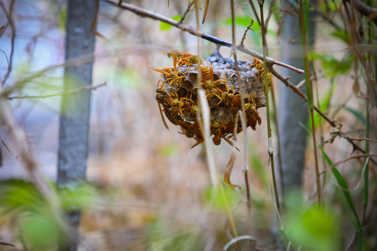 黄蜂蜂巢