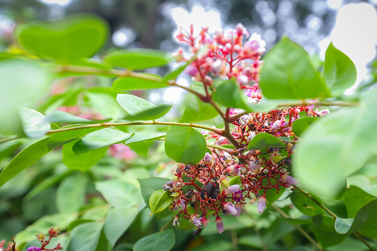 杨桃杨桃花