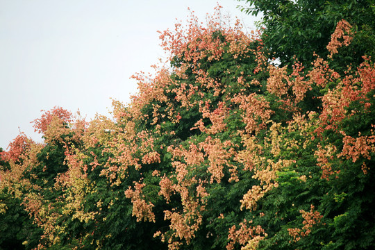 栾树开花