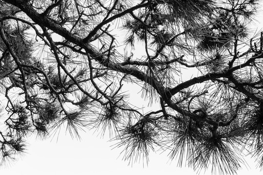 黑白松树枝
