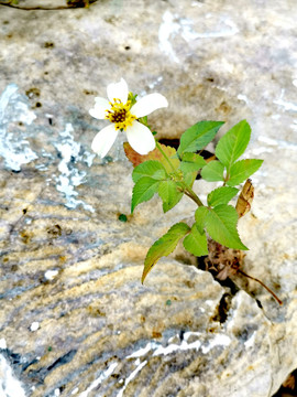 岩石上的小花