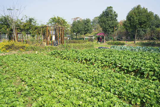 农村菜园