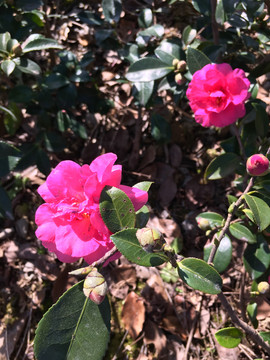 山茶花