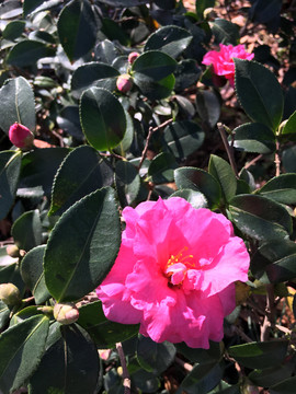 山茶花