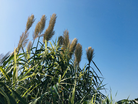 芦苇