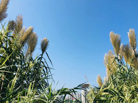 芦苇