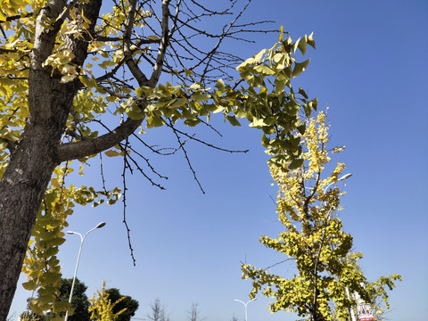 银杏树