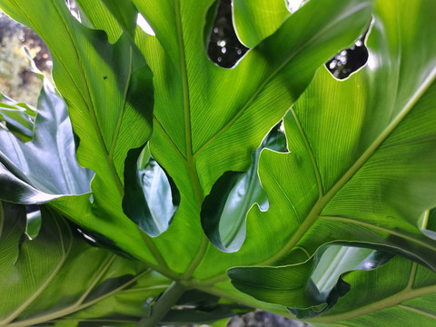 绿色植物