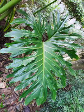绿色植物