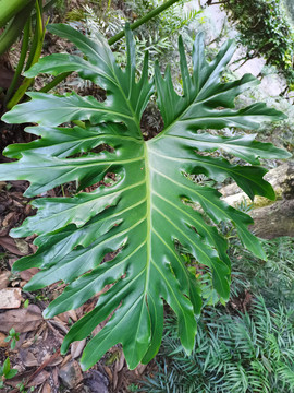 绿色植物