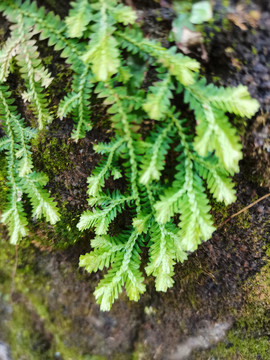 绿色植物