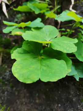绿色植物
