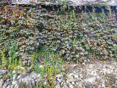 爬山虎