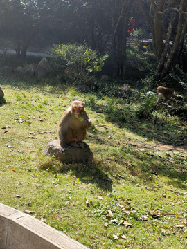 张家界国家森林公园野生猕猴