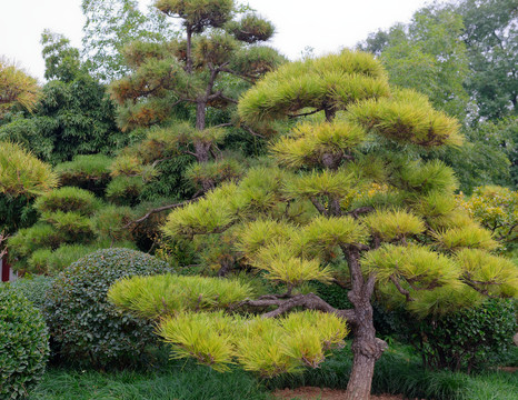 松树