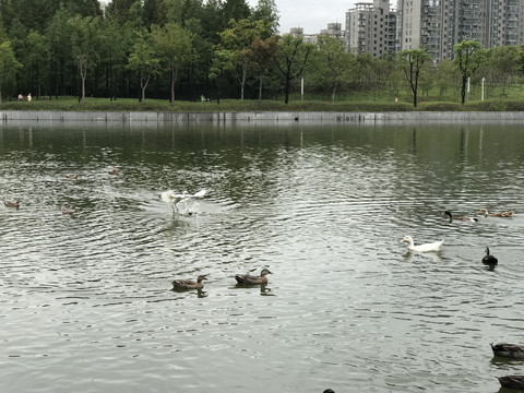 湖面游水的野生鸭子