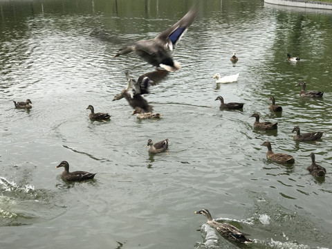 湖面游水的野生鸭子