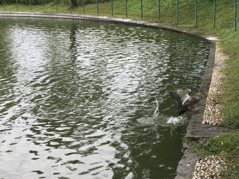 湖面戏水的野生鸭子