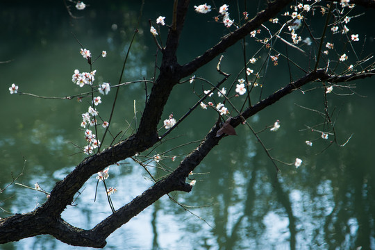 杭州西溪湿地曲水寻梅