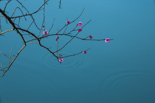 杭州西溪湿地曲水寻梅