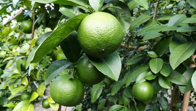 小柠檬土柠檬