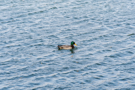 湖水中游泳的绿头鸭雄鸟
