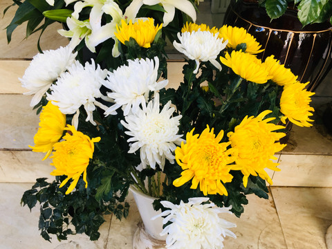 白菊花