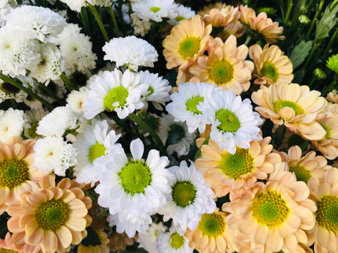 雏菊