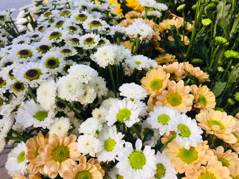 菊花