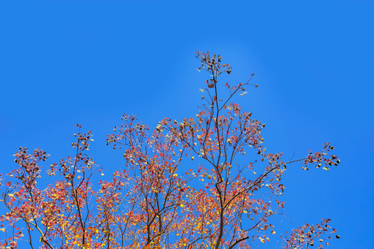 秋季蓝天红叶枯树枝