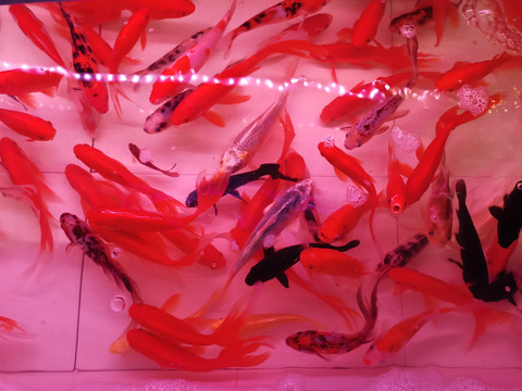 金鱼锦鲤鱼群