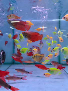 水族馆小金鱼鱼群