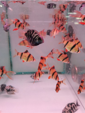 水族馆热带鱼
