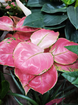 花卉植物