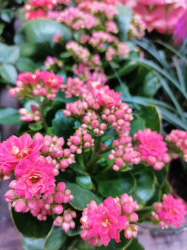 红色长寿花