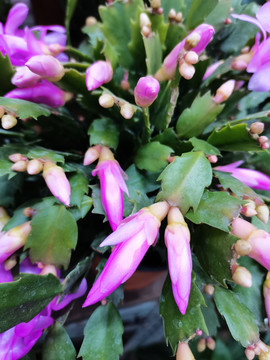 紫花蟹爪莲