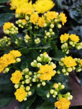 黄色长寿花