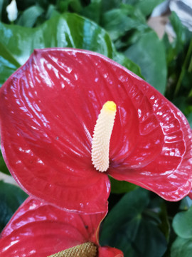 花烛花